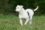 BOULEDOGUE AMERICAIN 360